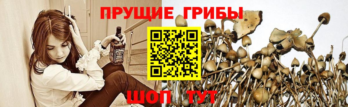 купить   Вход с VPN  Советский  Галлюциногенные грибы прущие грибы 